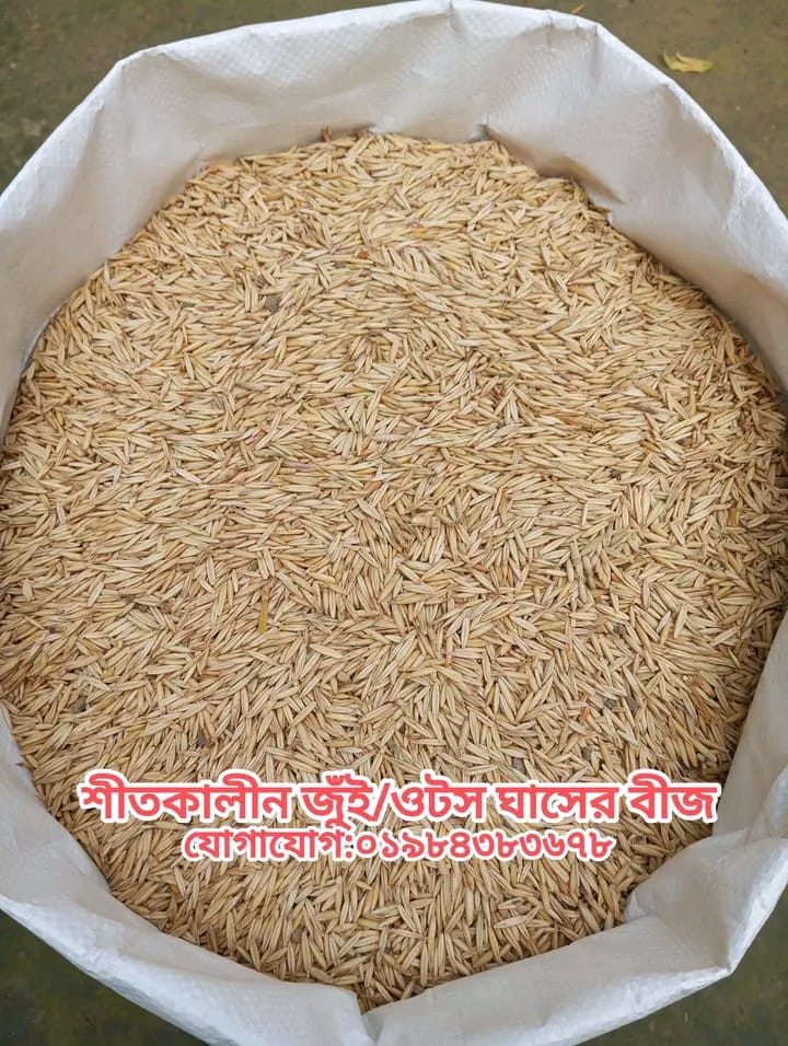 দ্রুত ফলনশীল জুঁই (ওটস) ঘাস - Image 7