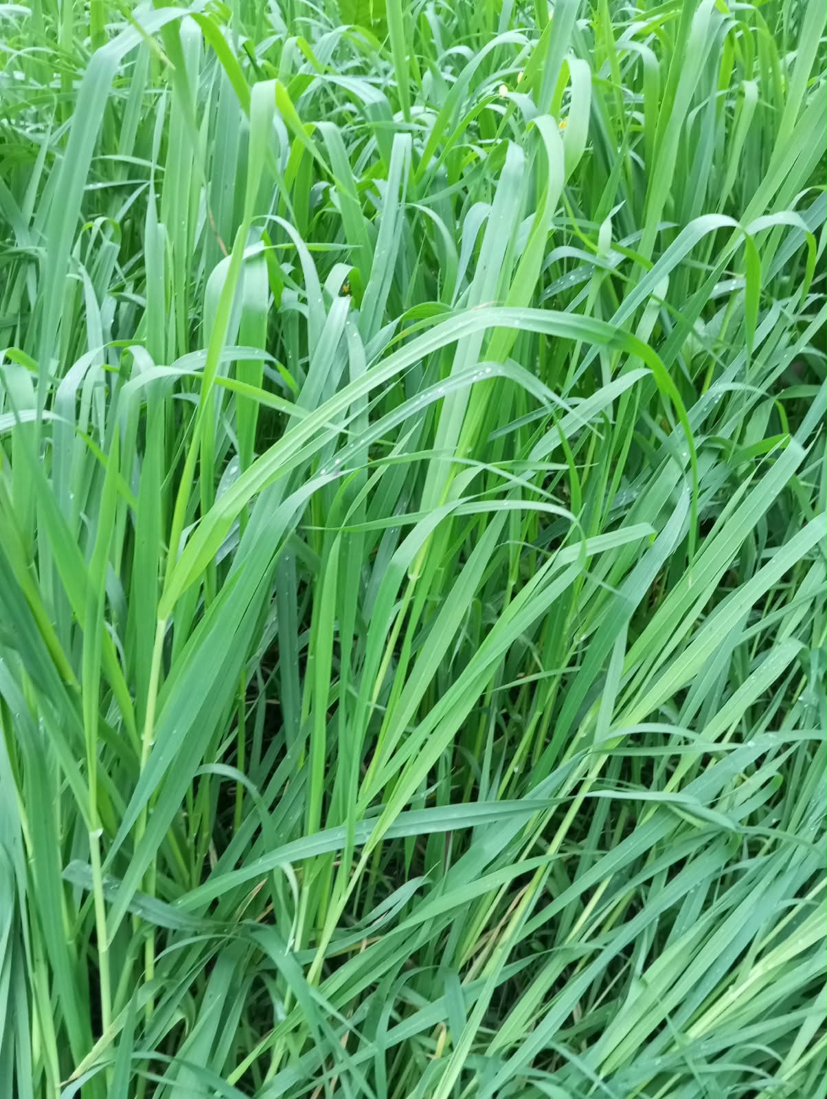 দ্রুত ফলনশীল জুঁই (ওটস) ঘাস - Image 6