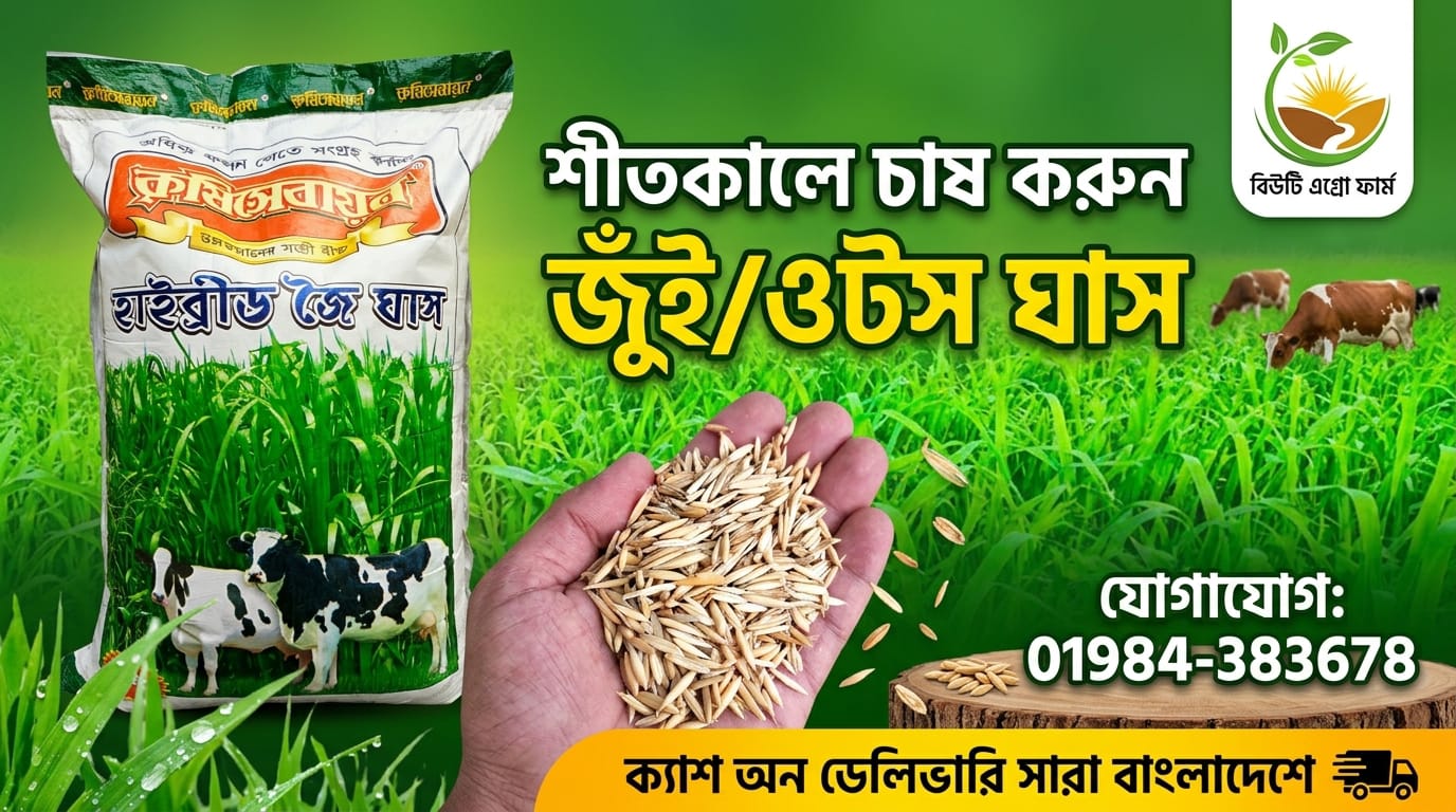 দ্রুত ফলনশীল জুঁই (ওটস) ঘাস - Image 4