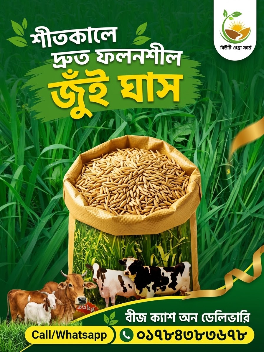 দ্রুত ফলনশীল জুঁই (ওটস) ঘাস - Image 3