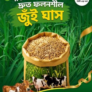 দ্রুত ফলনশীল জুঁই (ওটস) ঘাস