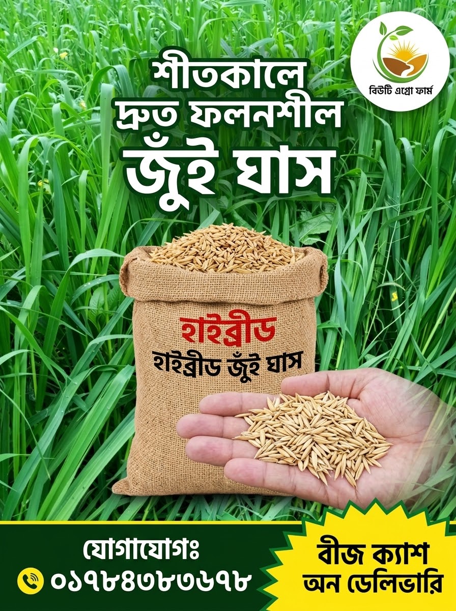 দ্রুত ফলনশীল জুঁই (ওটস) ঘাস - Image 2